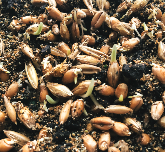 Imatge de llavors de Agropecuaris Fortuny, experts en agricultura sostenible.