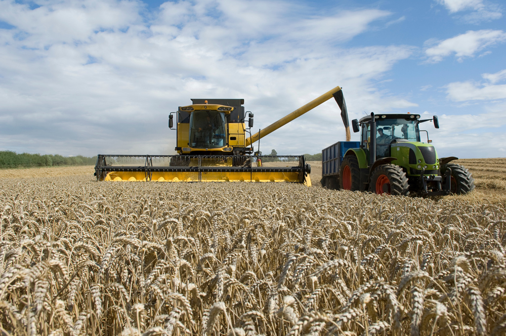 Imatge d'un tractor collint cereals.